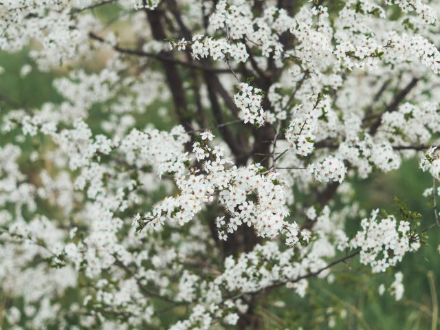 Printemps : anticiper les allergies saisonnières pour mieux se préparer