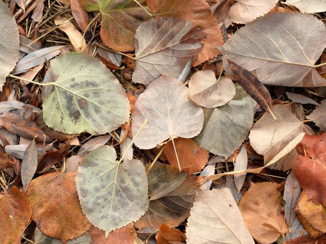 Prévenir les allergies saisonnières à l&rsquo;automne